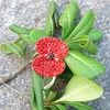 Luxury UK Fashion Bright Red Crystal Poppy Pin Brooch Pretty Poppy Flower Brooch Badge Free Shipping Hot Sale Brooch B856