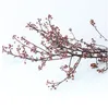 Fleurs décoratives 5 branches réelles Natrual conservé la lampine séchée de la lampe de table