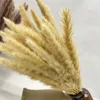 Decorative Flowers Natural Dried Flower Wedding Pampas Grass Decor Decoration Home Pampa 45cm Reed Tail For Party Decorat