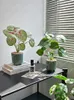 Decorative Flowers Creative Green Plants Potted Home Living Room TV Cabinet Window Sill Decoration Simulated Bonsai Display