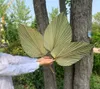 1pc Dried Flower Natural Pu Fan Leaf For DIY Home Shop Display Decoration Materials Preserved Leaves Palm Tree For Wedding Decor 12422582
