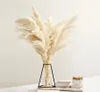 Pampas Decor d'herbe Couleur blanche Fluffy Fleurs séchées naturelles Bouquet blanchi Boho Style vintage pour le mariage Home Christmas Decor4078500