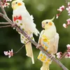 Andere vogels leveren papegaai kleding luiers uitwerpselen Pocket Pet Cute Bowtie kanten riem wasbare lichtvluchtvogels