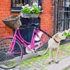 Hundhalsar cykelvandrare traktion Hands gratis säker avtagbar bekväm bekväm tillförlitlig elastisk buffert koppel