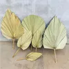 Decoratieve beeldjes Natuurlijke palm speerventilator Gedroogde bladeren met stengel Cattail Leaf Ornament Wedding El Home Wall Decor PO Props