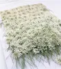 100pcsprimerade vita spetsblommor med stemnatur verklig blomma för DIY bröllop inbjudan konst bokmärke presentkortscenter 22815083