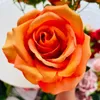 Fleurs décoratives Silk Rose Bouquet Rose Simulation Orange Wedding Pographie accessoires DIY DÉCINIR DES CORDES DE FLORT
