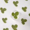 Decorative Flowers 60pcs Pressed Dried Flower Shamrock Clover Leaf Herbarium For Epoxy Resin Jewelry Making Bookmark Face Makeup Nail Art