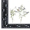 Decorative Flowers 5-10cm/12pcs Pressed Gypsy Real Flower Mini Dry Branch For Wedding Party Gift Card Drip Glue Phone Case Plant Po Frame