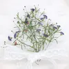 Decorative Flowers 5-10cm/12pcs Pressed Gypsy Real Flower Mini Dry Branch For Wedding Party Gift Card Drip Glue Phone Case Plant Po Frame