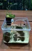 Plastic transparante vissentankinsecten Reptiel Fokvoedingsdoos Grote capaciteit Aquarium Habitat Tub Turtle Tank Platform 6234403