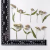 Fleurs décoratives 60pcs Fleur séchée pressée Eupatorium fortunei turcz herbarium époxy bijoux de résine po