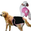 Chien de chien chiens pantalon physiologique magique bâton Pet en peluche dorée coton pur