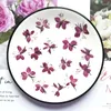 Fiori decorativi 60 pcs pressato gaura secco Lindheimeri Engelm Butterfly Flower Plants Herbarium per gioielli Postcard Telefono Invito