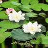 Fiori decorativi loto stagno galleggiante foglie di nullo artificiale foglie di foglie d'acqua cuscinetti da piscina realistica ornamenta