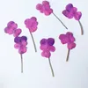 Decorative Flowers Viola Rose Pink Natural Dried Bouquet For Nail Art 40Pcs Feee Shipment