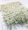 100pChspressed White Lace Flowers z łodącymi prawdziwym kwiatem na majsterkowanie zaproszenie na ślub Zakładka Zakładka Prezent Cards Candles 249888216