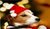 Pet Santa Hat Christmas Cat Dog Winter Warm Plush Cap Xmas Party Decor Hat Funny Cute Pet Cosplay DIY Dogs Cats Costume Decor2073131