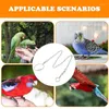 Autres fournitures d'oiseaux Chaîne à pied en acier inoxydable Perrot Herness Training Training Training Anklet Ring Stand Support