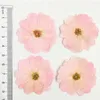 Fiori decorativi coloranti coloranti cinese rosa pressa secca naturale per la decorazione custodia per telefono 60pcs