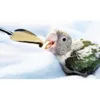 Andere Vogelversorgung 5pcs tragbare Baby -Fütterung Wasserlöffel Papagei Edelstahl Milchpulver Feeder Futter