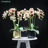 Fleurs décoratives rose papillon arrangement de fleurs orchidées pour décoration de bureau réel tacle faux bricolage 5pcs 4pcs feuilles mousse vase