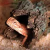 Masque de reptiles grandes grottes reptiles cachettes d'habitat cave décoration abri pour les serpents Turle Lizards Fish Amphibiens Reptile maison 240511