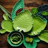 Dekoratif Figürinler Kahvaltı Tabağı Yaratıcı Dim Sum Malachite Yeşil Seramik Yemeği Thai Basit Tropikal Yağmur Ormanı Tema Takımı
