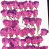 Decorative Flowers Viola Rose Pink Natural Dried Bouquet For Nail Art 40Pcs Feee Shipment