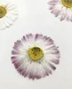 Fiori decorativi 30pcs 3-4 cm Pressata margherita secca Marguerite Flower Planum Herbarium for Nail art Make Up Gioielli Segnalibro Telefono Case Case Case