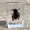 Nouveaux réels insectes spécimens Transparent en résine Spider Automne Armure Golden Turtle Scorpion Butterfly Science Pulpulsion