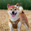 Abbigliamento per cani cucciolo di peli ALIGATOR CLIP ADORABLE ADORABILE ACCESSORI DI GIOTTO A SNAP SNAP