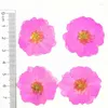 Fiori decorativi coloranti coloranti cinese rosa pressa secca naturale per la decorazione custodia per telefono 60pcs