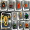 New Real Insect Specimens Transparent Resin Spider Autumn Armor Golden Turtle Scorpion Butterfly Science Popularization