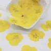 Fleurs décoratives 120pcs séchés pressés jaune panoramique corydalis suaveolens hance plantes fleures herbarium pour bijoux bijou de téléphone bricolage