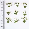 Dekorativa blommor 1,5-2 cm/100 st. Pressade vita små grossistkronblad diy bröllopsinbjudningar bokmärke presentkort flores ansiktsdekor