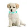 Dog Collars Pet Collar Comfortable Neck Ring Puppy Manual Decorative Cat Yarn Hand-knitted