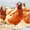 Маленькие животные принадлежности 1 пункт куриный шлем для домашних изделий Hat Hat Hard Bird Puail Голубь головной убор DIY Cartoon Hercore Delive Home Garden Dhune