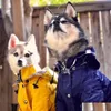 Abbigliamento per cani L'analto per animali domestici con cappuccio per cuccioli giallo giallo e pioggia giacca MTI Adatto per grandi vestiti piccoli medili goccia dhvrb dhvrb