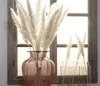15pcs Natural Small Pampos Grass Phragmites Plantas Artificiais Bunco de Flores de Casamento para Decoração de Casa FALSO FLO LB5306995