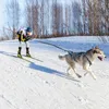 Colarinhos de cachorro cães treinando trenôs arnês