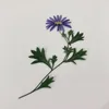 Decorative Flowers 50pcs Pressed Dried Blue Daisy With Stalk Plant Herbarium For Jewelry Postcard Invitation Card Phone Case Bookmark Candle
