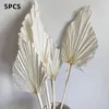 Декоративные цветы ладонь вентилятор вентилятор сушеные цветочные мини -листья в разных формах пампас