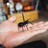 Jednorazowe sztućce 2024 powieść 12PCS Ant Kokółpick