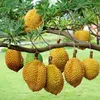 Mugs Fake Fruit Decorative Durian Showcase Prop Adgnment Simulated Modeling Craft