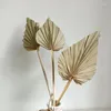 Декоративные цветы ладонь вентилятор вентилятор сушеные цветочные мини -листья в разных формах пампас