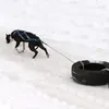 Colarinhos de cachorro cães treinando trenôs arnês