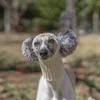 Aparel de cachorro italiano Greyhound Whippet Hat With Fur Ball Pet in Winter Elastic Wool Puppy Big