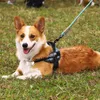 Dog Tag Personnalized Cat Pet Id Id de porte-curse Nom gravé pour le collier Puppy Pendante Course ACCESSOIRES D'OS