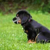 Hundekragen Anti-Barking-Mündung für kleine Wanderpuppenmaske Medium Die Mundabdeckung Hunde atmungsaktiv
